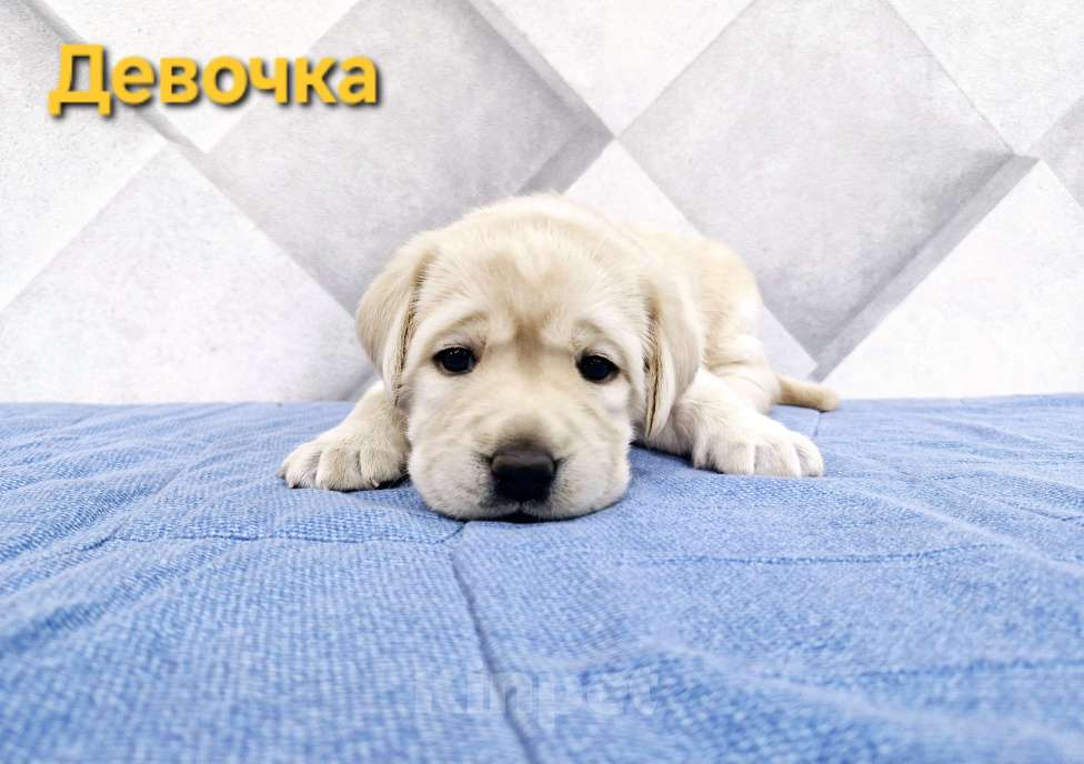 Собаки в Новокузнецке: Щенки Лабрадора РКФ  Девочка, 60 000 руб. - фото 2