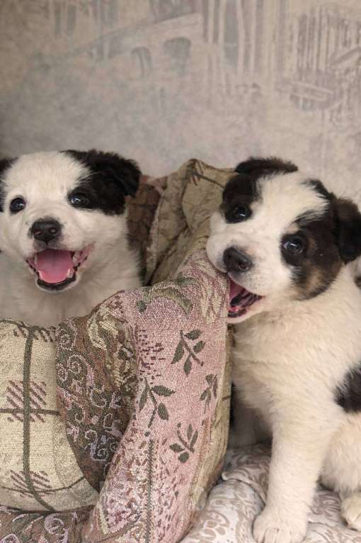 Собаки в Белореченске: Щенки в добрые руки Мальчик, Бесплатно - фото 1