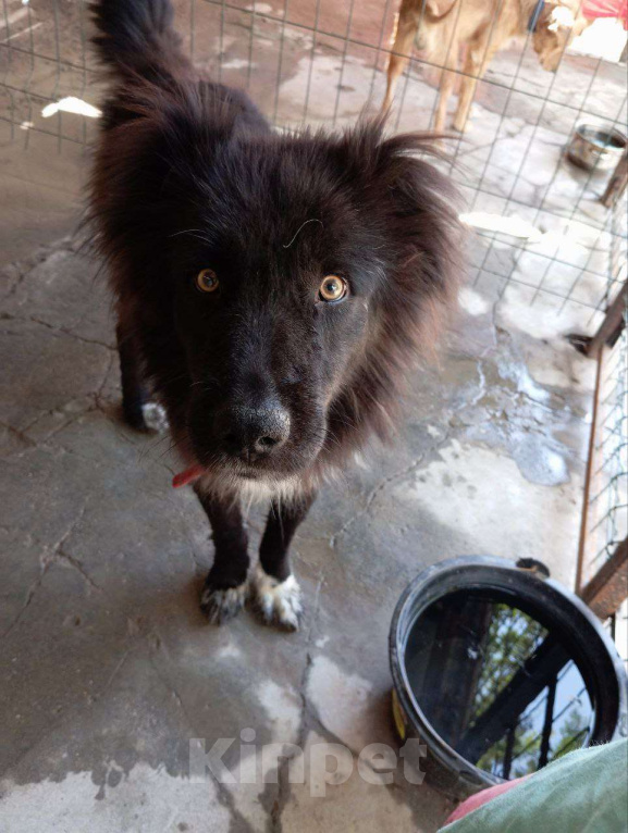 Собаки в Москве: Шикарный Граф ищет дом Мальчик, 100 руб. - фото 2