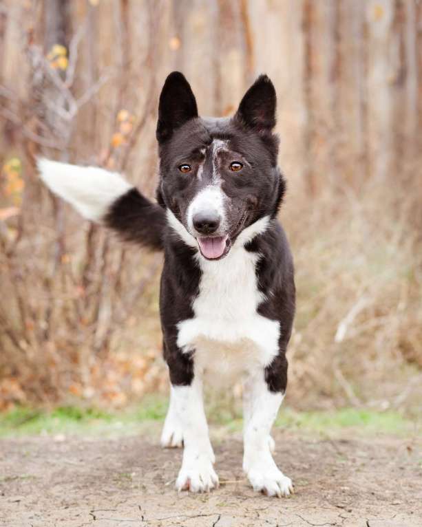 Собаки в Москве: Метис корги, собака из приюта в дар Мальчик, Бесплатно - фото 4