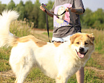 Собаки в Видном: Эйс, 1,5 года Мальчик, 1 руб. - фото 4