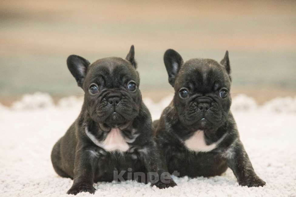 Собаки в Севастополе: Дебора Великолепная Девочка, 50 000 руб. - фото 2