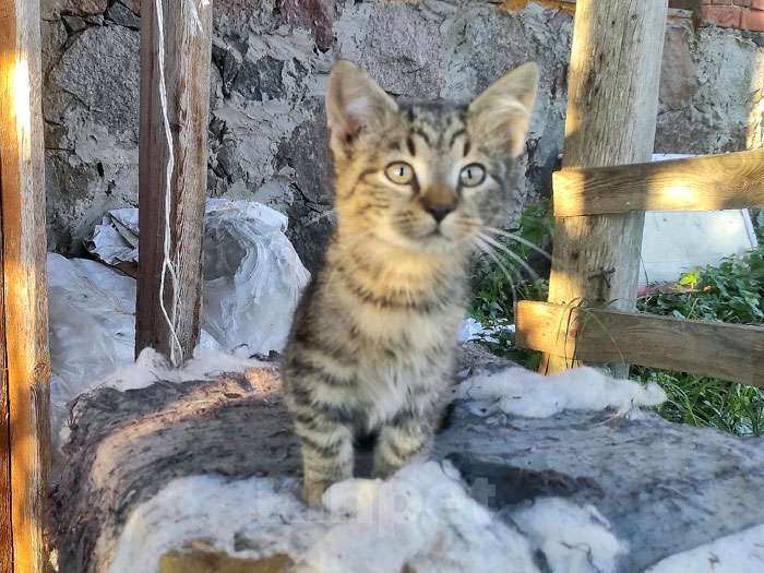 Кошки в Санкт-Петербурге: Ласковые, трогательные котята мальчики и девочки ищут дом Мальчик, 10 руб. - фото 6