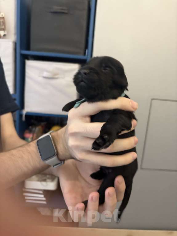 Собаки в Москве: Бронируем щенков прямошерстного ретривера флэт Девочка, 75 000 руб. - фото 5