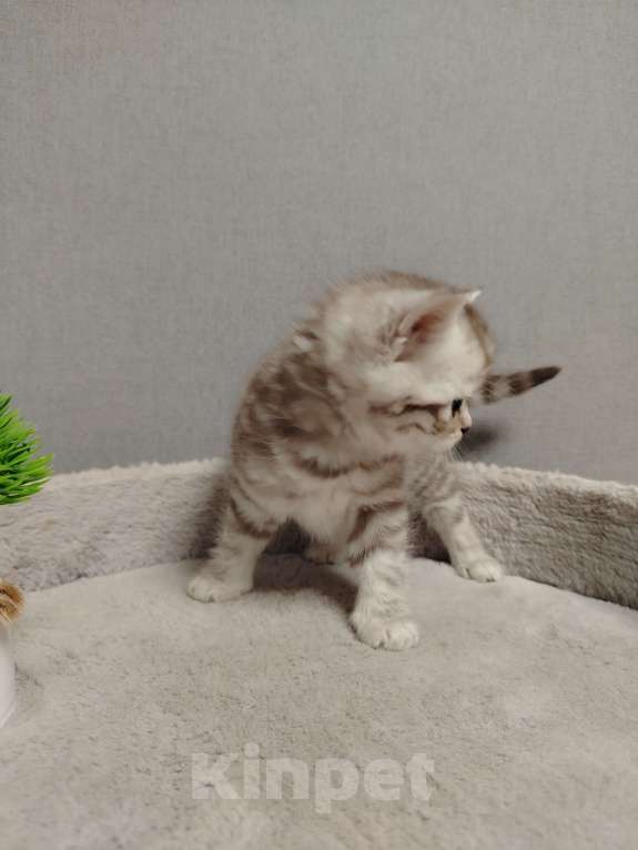 Кошки в Москве: Прямоухая Шотландская девочка Девочка, 18 000 руб. - фото 3