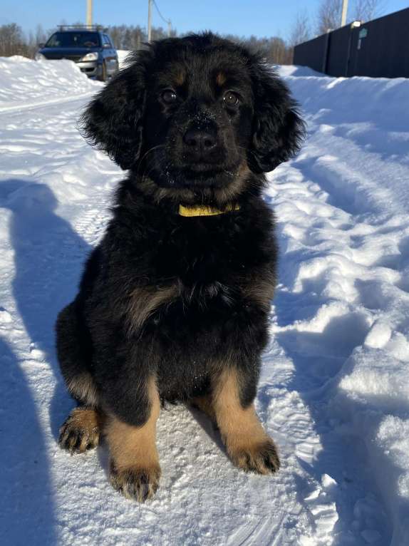 Собаки в других городах Ярославской области: Щенок ховаварта Девочка, Бесплатно - фото 4
