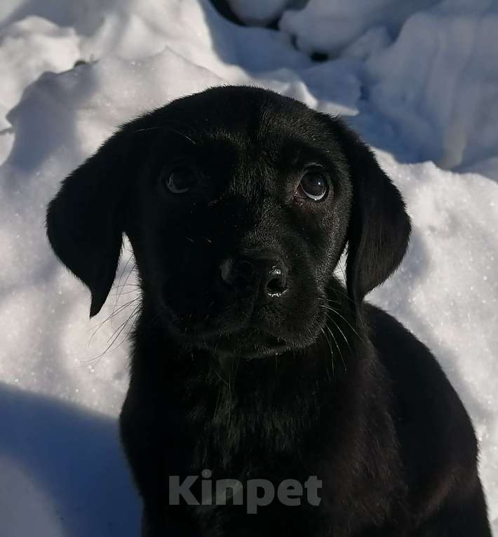 Собаки в Краснокамске: Лабропарень Захар Мальчик, 25 000 руб. - фото 1