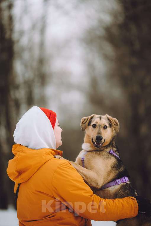 Собаки в Москве: Собака в добрые руки Девочка, Бесплатно - фото 2