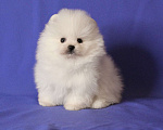 Собаки в Люберцах: Белый малыш шпица Мальчик, 50 000 руб. - фото 1
