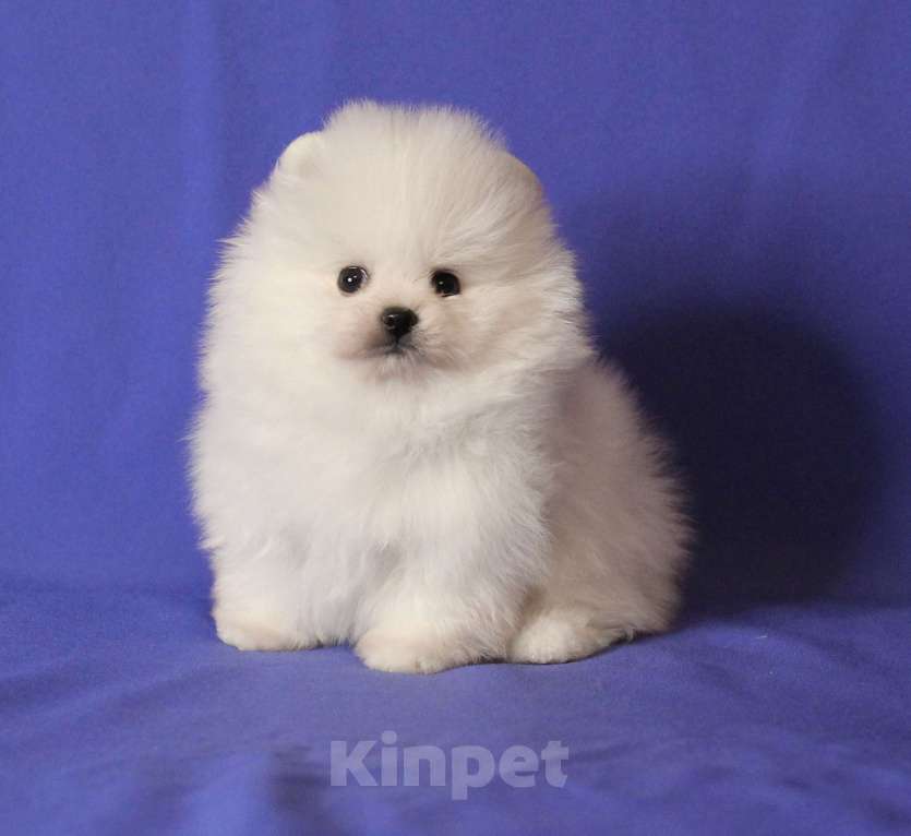 Собаки в Люберцах: Белый малыш шпица Мальчик, 50 000 руб. - фото 1