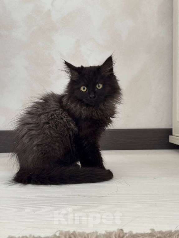 Кошки в Москве: котенок Зитта ищет дом Девочка, Бесплатно - фото 4