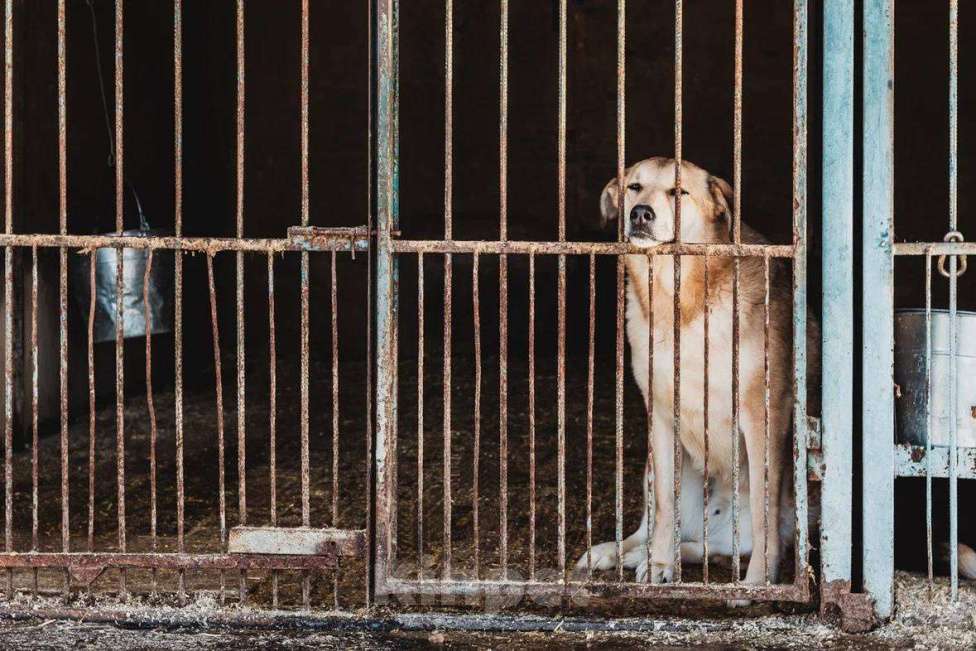 Собаки в Москве: Аргос ищет дом  Мальчик, Бесплатно - фото 3