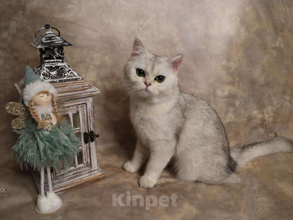 Кошки в Москве: Шотландский прямоухий короткошёрстный котёнок Девочка, 16 000 руб. - фото 7