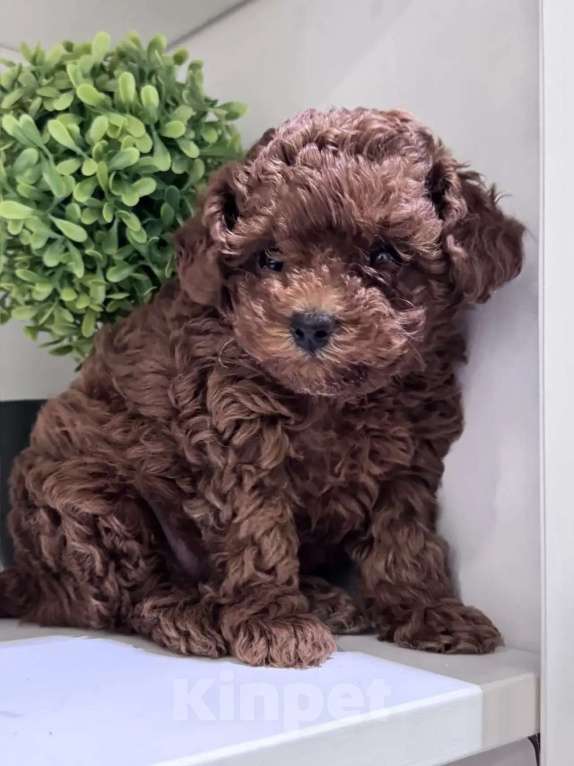 Собаки в Москве: Той пудель тедди девочка Девочка, 150 000 руб. - фото 3