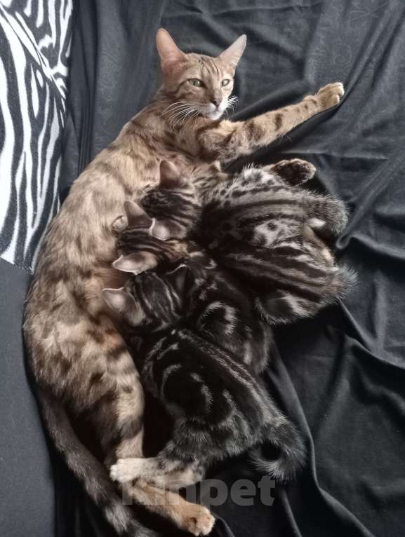 Кошки в Москве: Бенгальские котята Мальчик, Бесплатно - фото 3