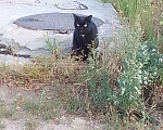 Кошки в Иваново: найден черный кот, на груди белое пятно Мальчик, Бесплатно - фото 1