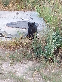 Объявление: найден черный кот, на груди белое пятно, Бесплатно, Иваново