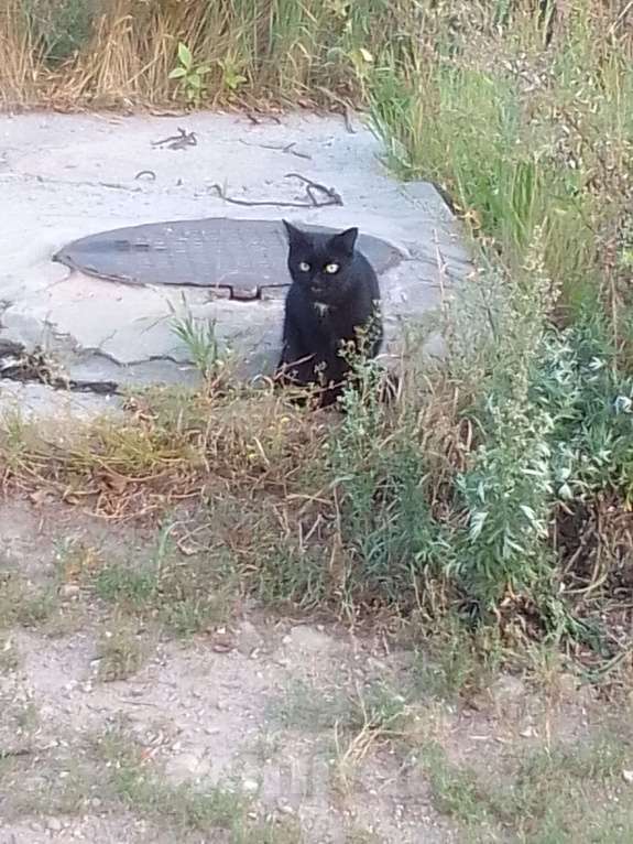 Кошки в Иваново: найден черный кот, на груди белое пятно Мальчик, Бесплатно - фото 1