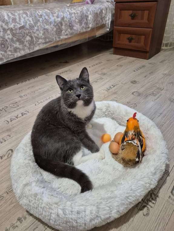 Кошки в Москве: Ласковый красавец молодой котик Митя ищет семью! Мальчик, Бесплатно - фото 6