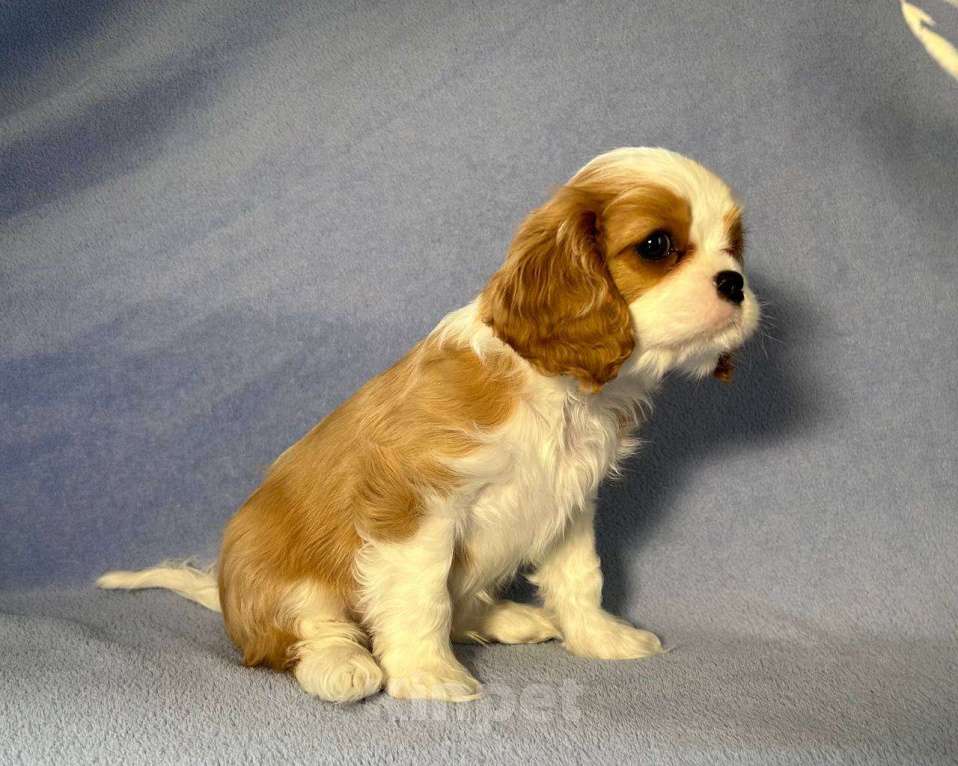 Собаки в других городах Московской области: Ищем хороших родителей. Мальчик, Бесплатно - фото 8