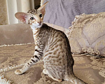Кошки в Краснодаре: Котёнок девочка Девочка, 50 000 руб. - фото 1