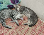 Кошки в Домодедово: Найденыши Мальчик, Бесплатно - фото 1