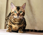 Кошки в Наро-Фоминске: Бенгальский кот. Приглашаем на вязку, 12 000 руб. - фото 2