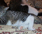 Кошки в Москве: Бенгальский котенок (метис) Лео, 10 месяцев, Бесплатно - фото 8