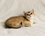 Кошки в Колпашево: Котик шотландец, 15 000 руб. - фото 2