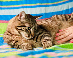 Кошки в Москве: Очень достойный кот Алекс в добрые руки Мальчик, Бесплатно - фото 8