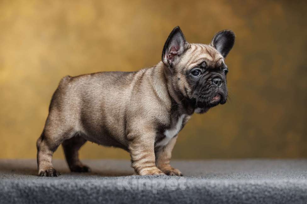 Собаки в Санкт-Петербурге: Щенок французского бульдога, девочка Девочка, Бесплатно - фото 1