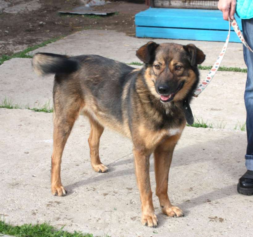 Собаки в Москве: Классный мальчишка Тимка ждет свою семью Мальчик, Бесплатно - фото 9
