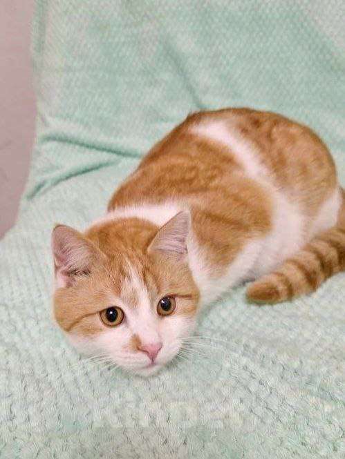 Кошки в Москве: Стёпушка ищет дом  Мальчик, Бесплатно - фото 1