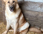 Собаки в Москве: Лисса в поиске дома Девочка, Бесплатно - фото 1