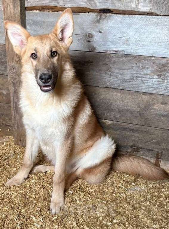 Собаки в Москве: Лисса в поиске дома Девочка, Бесплатно - фото 1