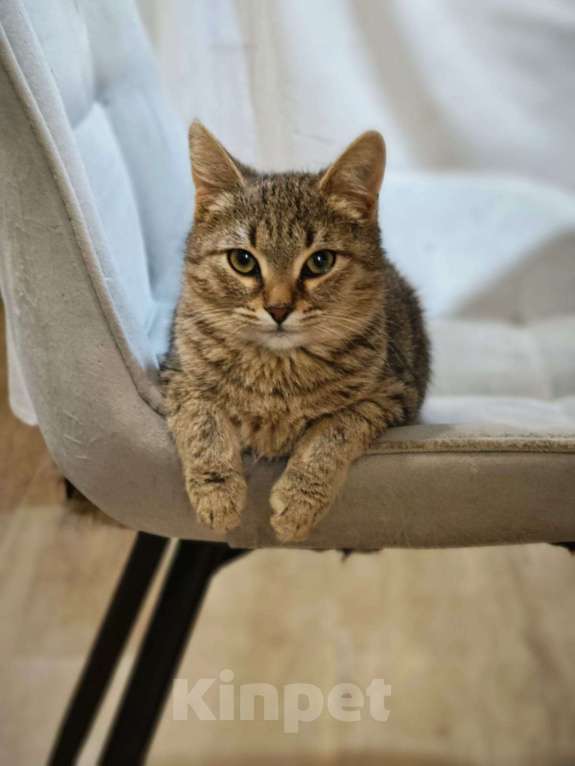 Кошки в Москве: Котенок я Нико 5 месяцев очень ждет своих родителей  Мальчик, Бесплатно - фото 1