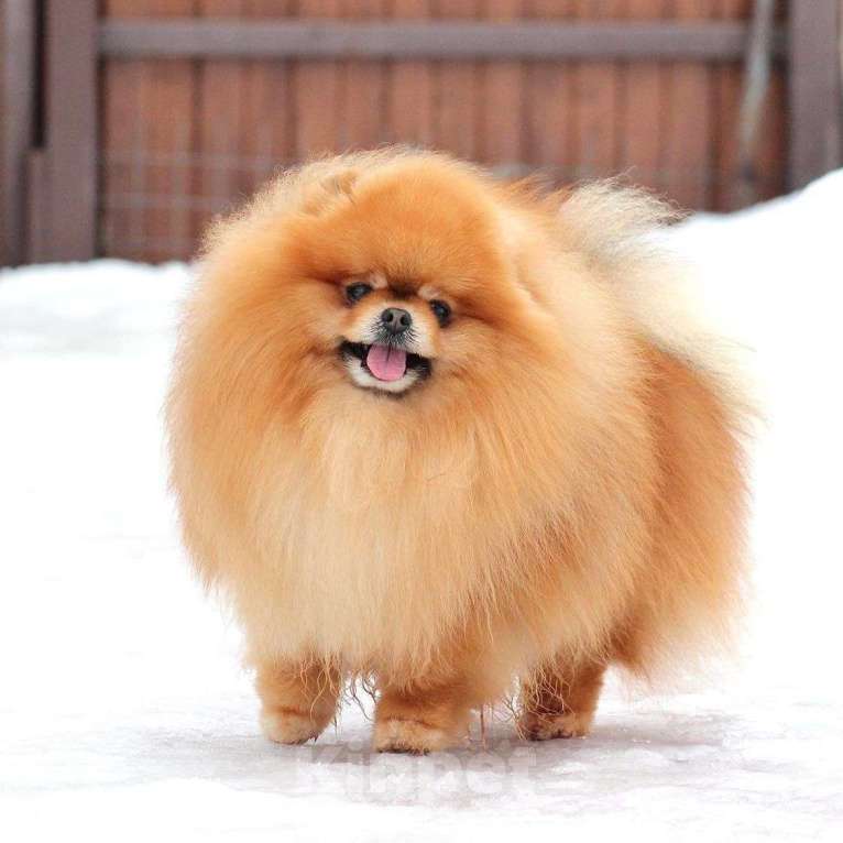 Собаки в Москве: Открыт для вязок шикарный померанский кобель Мальчик, 30 000 руб. - фото 2