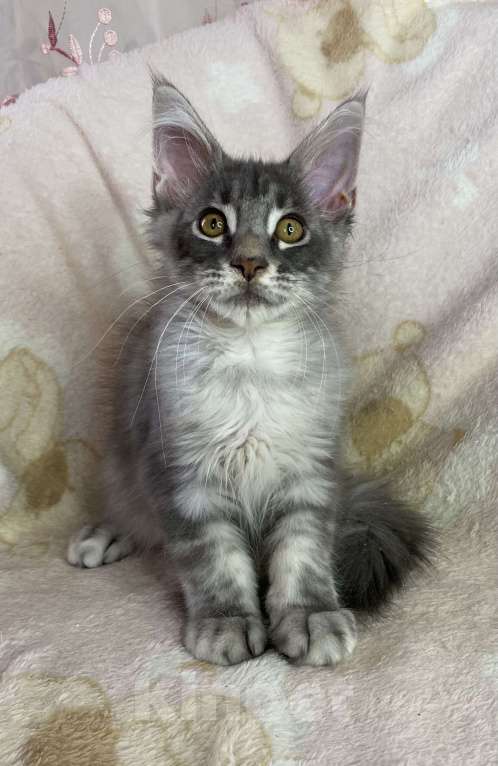 Кошки в Дмитрове: Голубая серебристая мраморная девочка мейн кун Candi Девочка, 15 000 руб. - фото 3