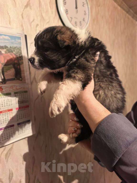 Собаки в Лебедяни: в добрые руки Мальчик, Бесплатно - фото 6