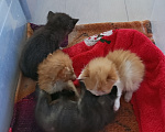 Кошки в Москве: Котёнок в добрые руки Мальчик, Бесплатно - фото 1