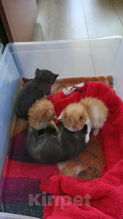 Кошки в Москве: Котёнок в добрые руки Мальчик, Бесплатно - фото 1