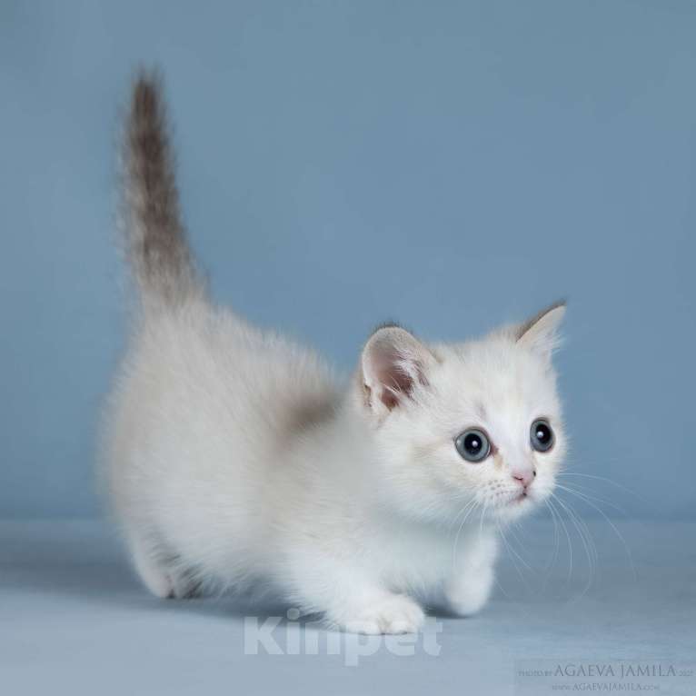 Кошки в Москве: Менуэт Девочка, 200 000 руб. - фото 2