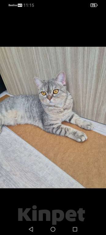 Кошки в Ростове-на-Дону: Отдам в добрые руки нашу кошку Девочка, Бесплатно - фото 6