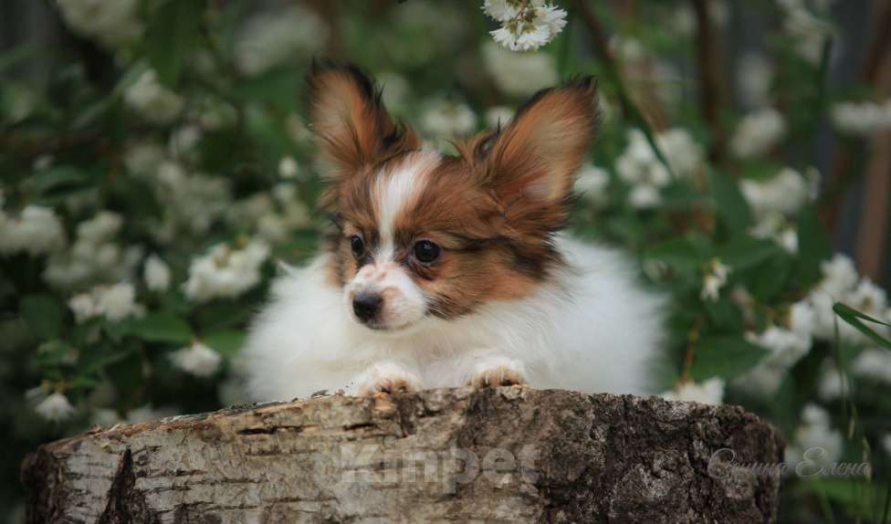 Собаки в Москве: папийон мальчик Мальчик, 45 000 руб. - фото 2