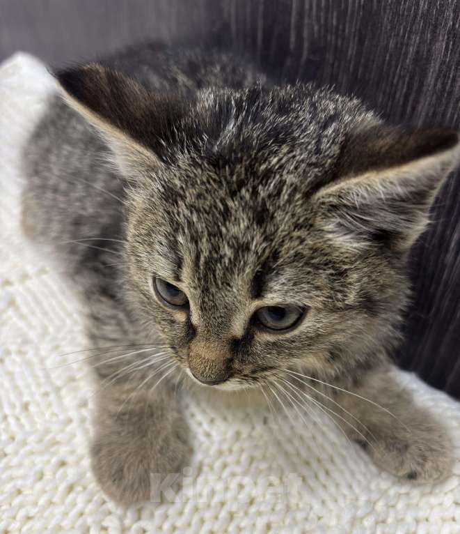 Кошки в Химках: Котенок Девочка, Бесплатно - фото 7