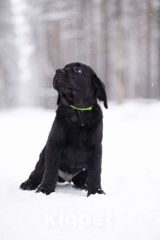 Собаки в Санкт-Петербурге: IRISLAV BIG BOSS Мальчик, 160 000 руб. - фото 2