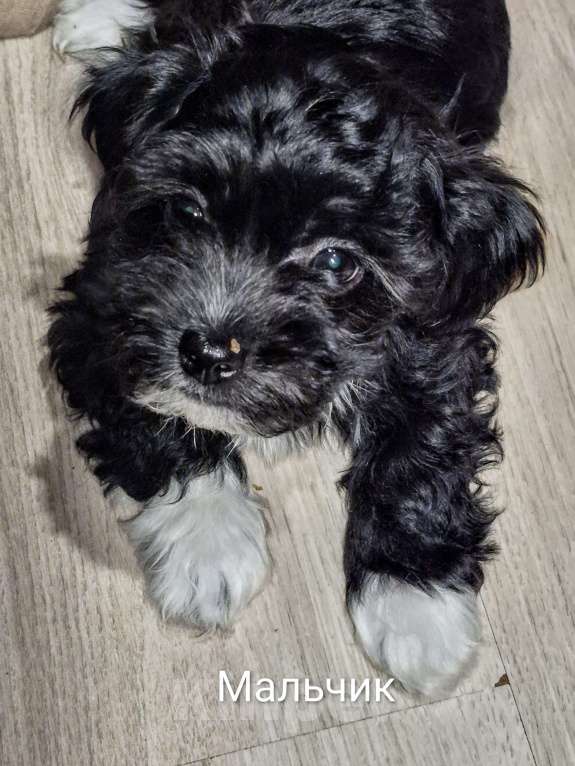 Собаки в Москве: Очаровательные щенки гаванского бишона Девочка, 80 000 руб. - фото 5