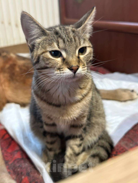 Кошки в Москве: Майя Девочка, Бесплатно - фото 2