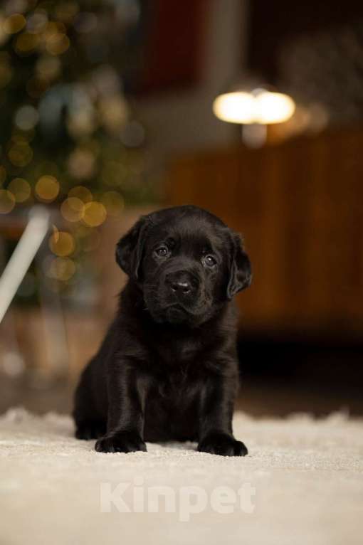 Собаки в Санкт-Петербурге: IRISLAV COPYRIGHT Мальчик, 140 000 руб. - фото 4