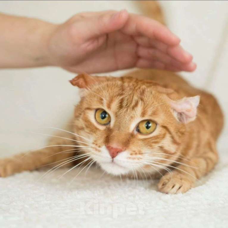 Кошки в Москве: Веня, узник страшной квартиры Мальчик, Бесплатно - фото 2